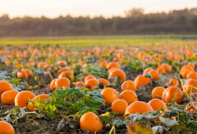 minnesota pumpkin patches 